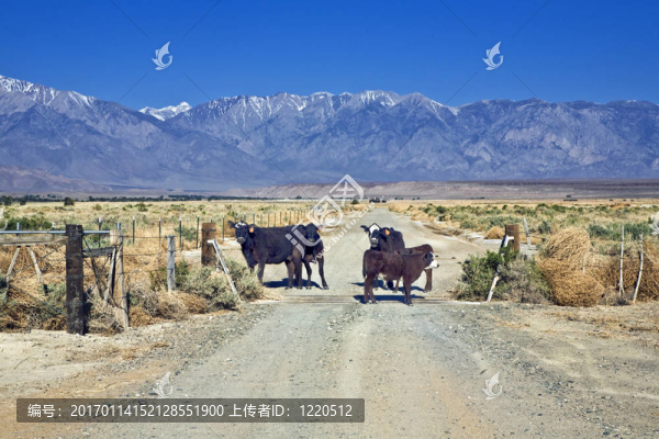 牧場(chǎng)道上的牲畜-匯圖網(wǎng) www.fosd68.com 牧場(chǎng)道上的牲畜