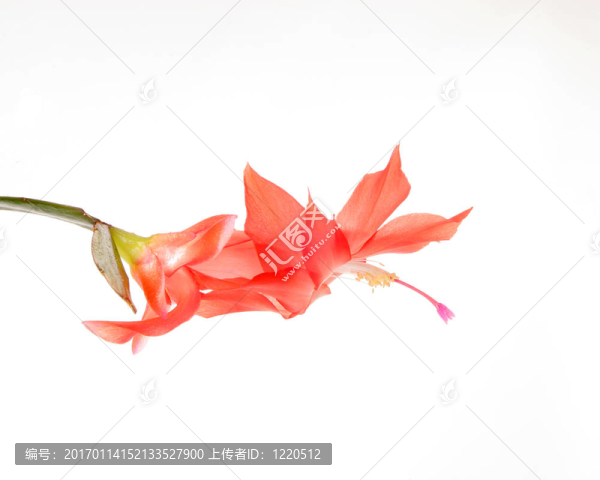 復(fù)活節(jié)仙人掌