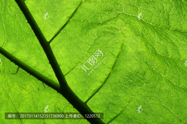 根乃拉草的葉子