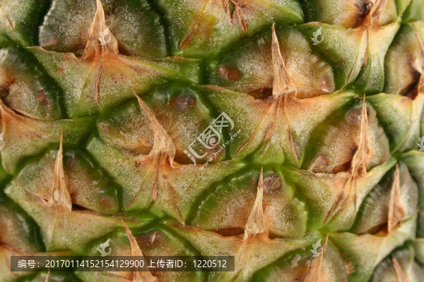 菠蘿皮宏回來
