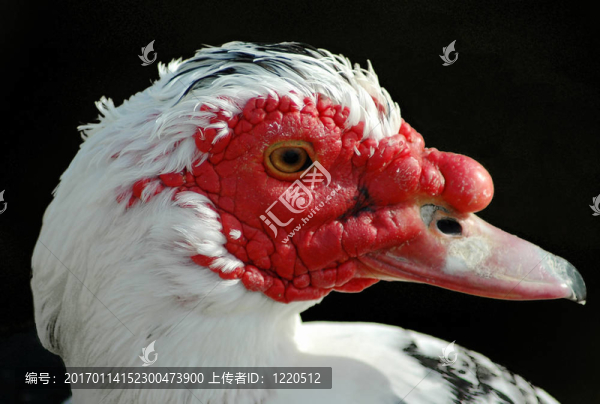 聰明的老鳥