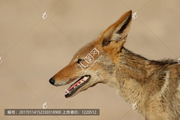 黑背豺