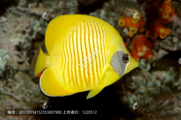 黃蝴蝶魚