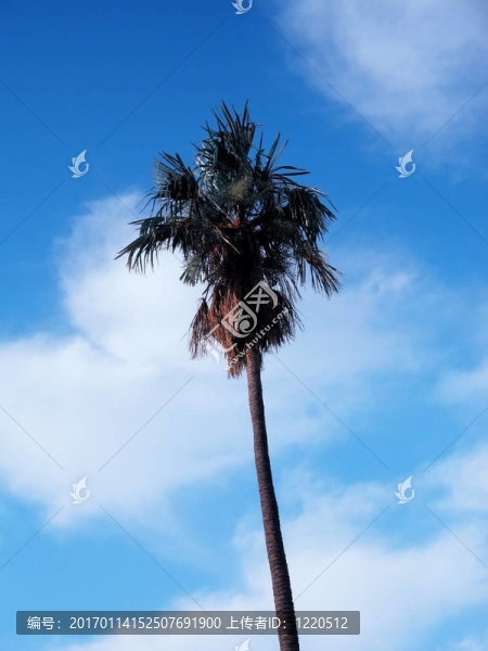 棕櫚樹(shù)