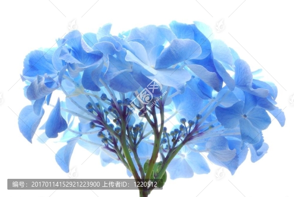 藍(lán)色奧滕西婭