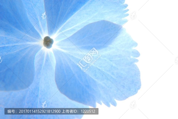 藍色奧滕西婭