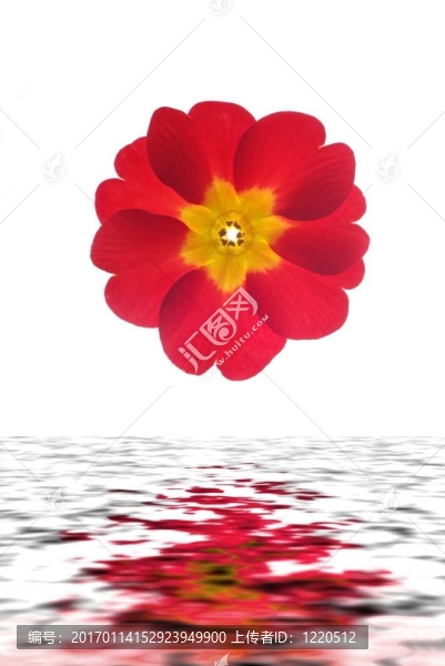 紅色的報春花