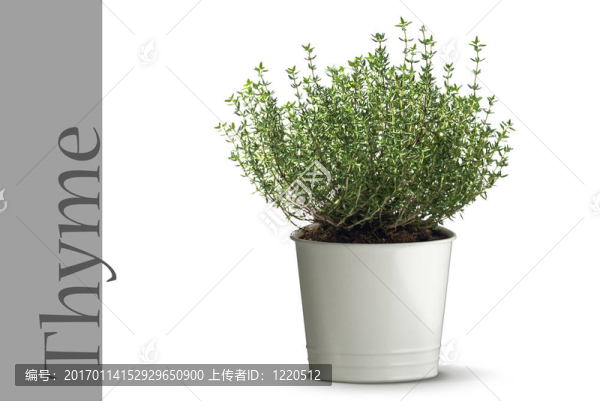 百里香植物