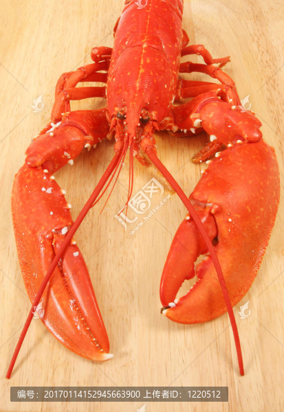 龍蝦