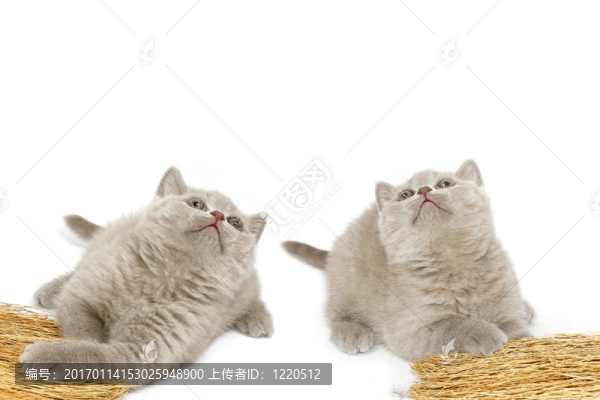 小鷹抬頭
