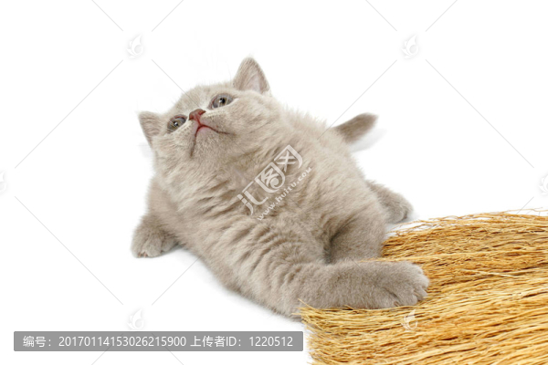 小鷹抬頭
