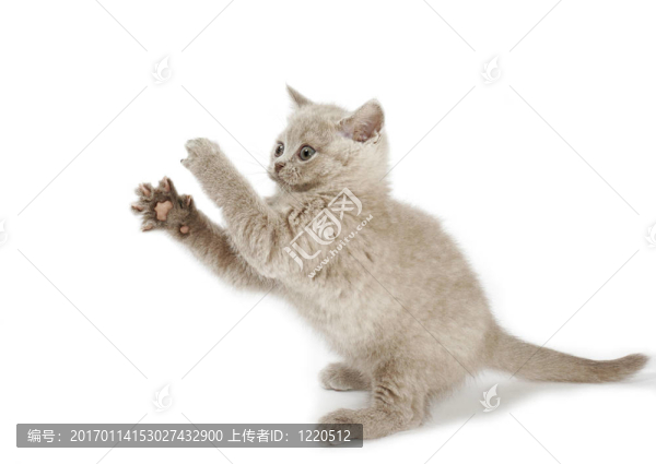 玩小貓