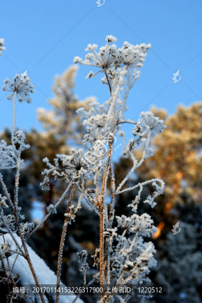 草與雪花在W