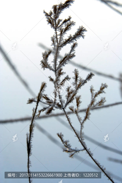 草與雪花在W