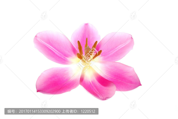 單瓣粉紅色的郁金香