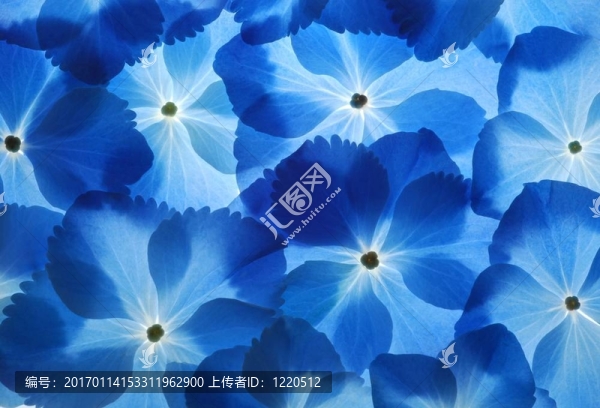 奧滕西婭背景