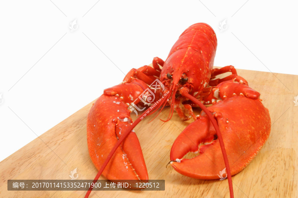 船上龍蝦