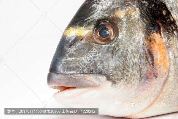 鯛魚特寫