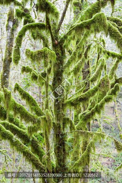 樹(shù)覆蓋著Moss