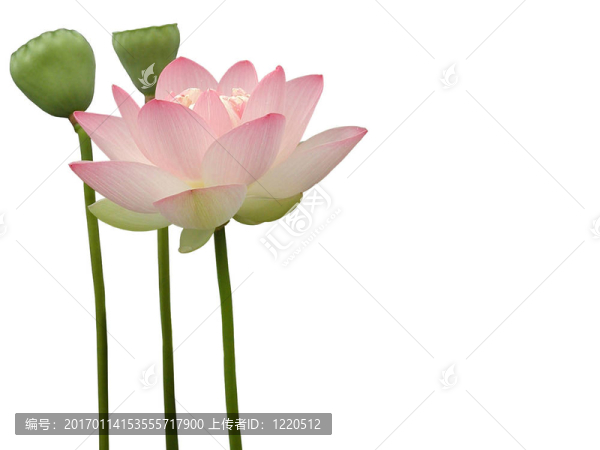 蓮花