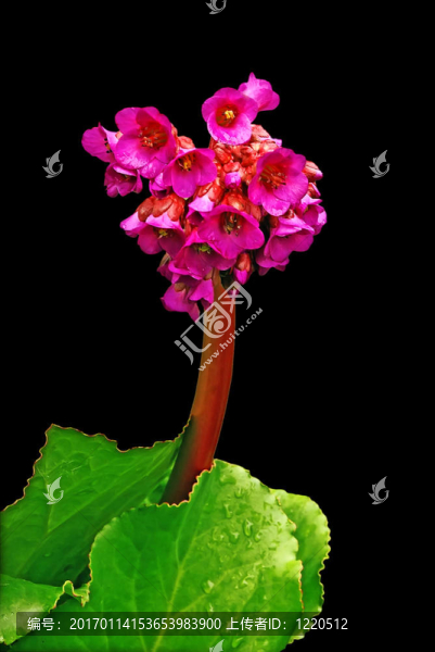 巖白菜紅星。