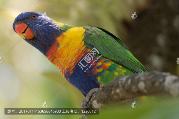 彩虹lirikeet