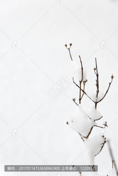 茉莉枝條在雪中
