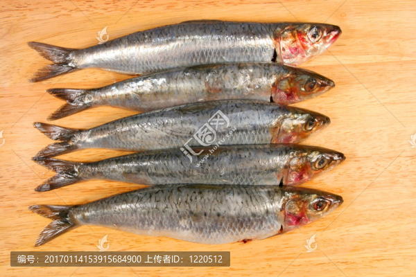沙丁油魚
