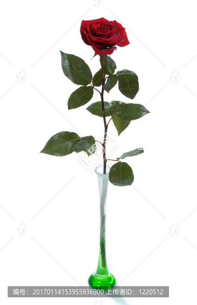 高紅玫瑰在花瓶里