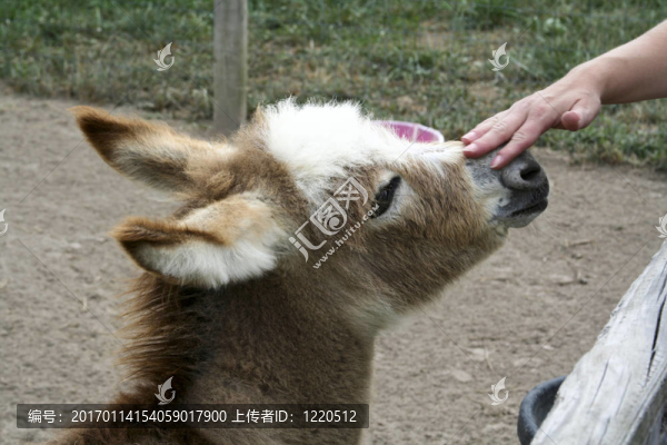 小驢兒