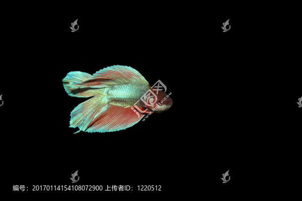 暹羅斗魚