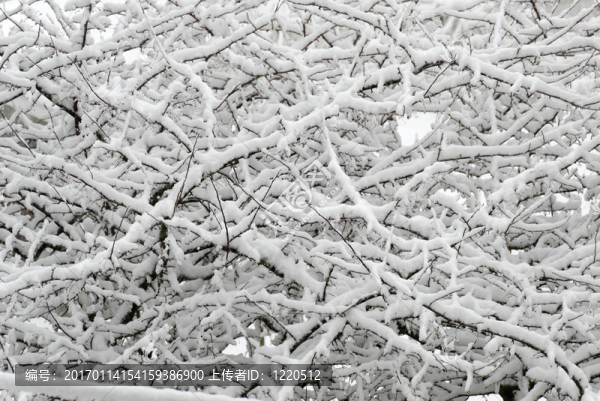 海棠和Fluffy,Snow