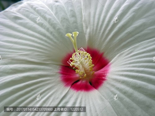 白芙蓉