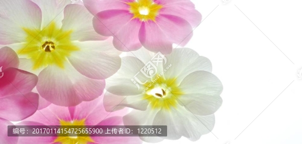 柔和的報(bào)春花