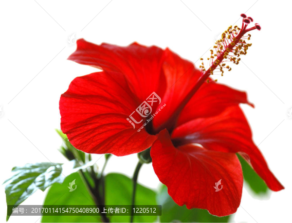 美麗的紅色的花