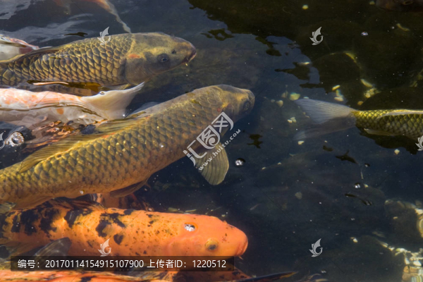 水近魚