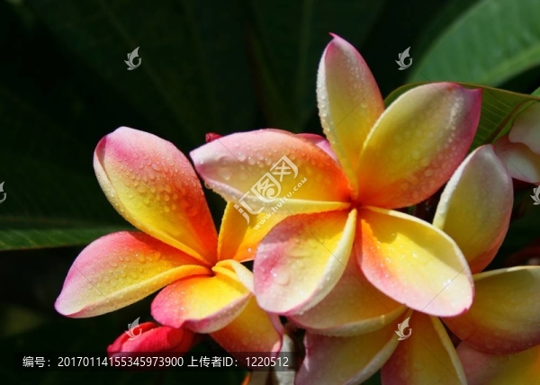 三色雞蛋花