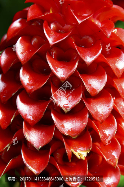 紅色的花