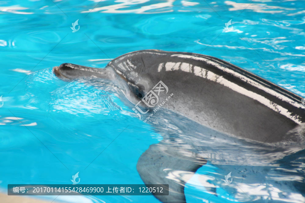 海豚