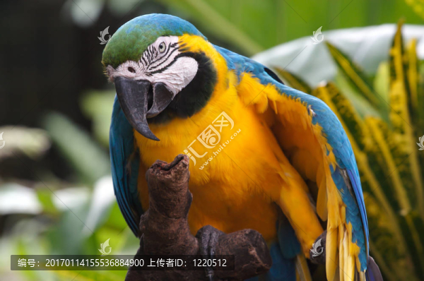 鸚鵡