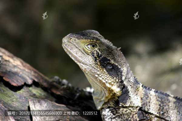 博伊德的森林龍-匯圖網(wǎng) www.fosd68.com 博伊德的森林龍