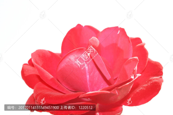 紅玫瑰