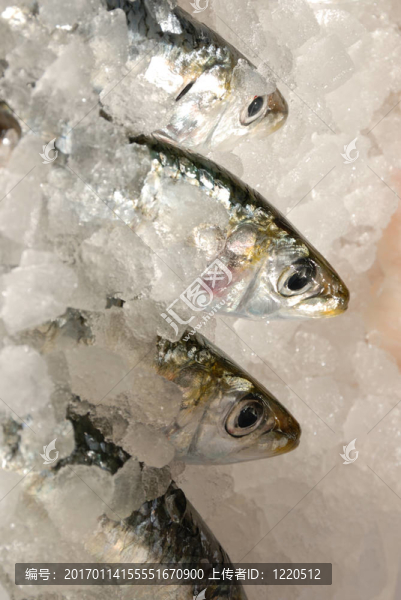 在魚板鯡魚