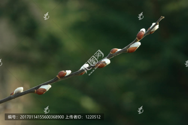 褪色柳枝