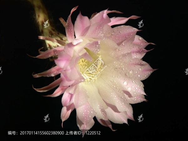 仙人掌花