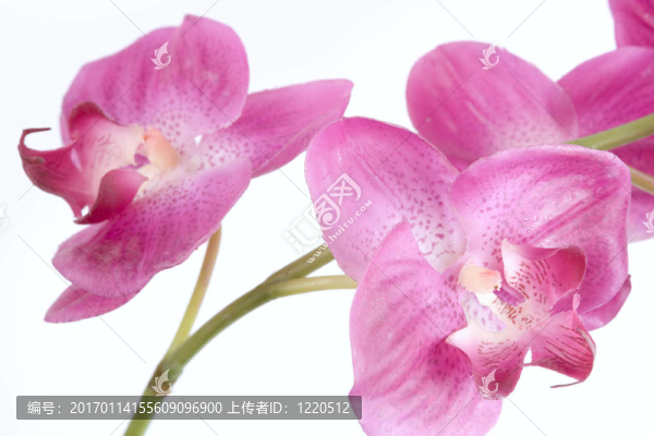 粉紅色的蘭花