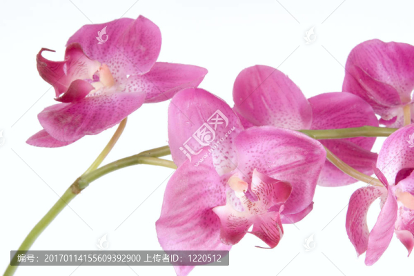 粉紅色的蘭花