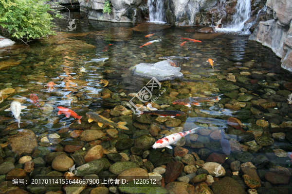 日本錦鯉魚池