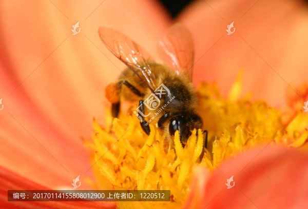 蜜蜂采集花粉