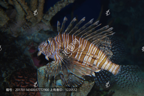 獅子魚(yú)